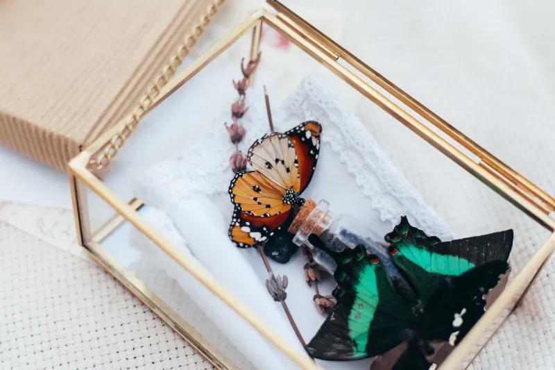 Pin It, Frame It, Love It: How Dead Bugs Became the Hottest Aesthetic Hobby for Young Americans
