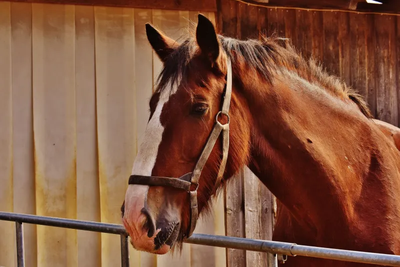 From the Track to the Backyard: Why Regular Americans Are Dropping Serious Cash to Save Racehorses